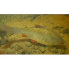 Image result for Rutilus caspicus