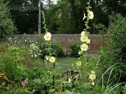 Image result for Alcea rugosa