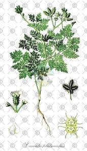 Attēlu rezultāti vaicājumam “Chaerophyllum aromaticum fruit”