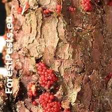 Attēlu rezultāti vaicājumam “Nectria cinnabarina”