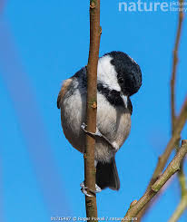 Attēlu rezultāti vaicājumam “Periparus ater”