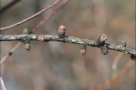 Attēlu rezultāti vaicājumam “Larix decidua”