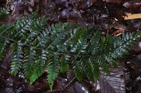 Attēlu rezultāti vaicājumam “Polystichum braunii”