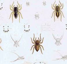 Attēlu rezultāti vaicājumam “Salticus sp.”