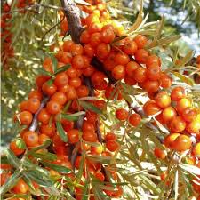 Attēlu rezultāti vaicājumam “Hippophae rhamnoides fruit”