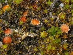 Attēlu rezultāti vaicājumam “Lamprospora tortulae-ruralis”