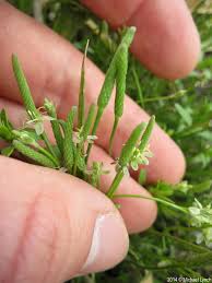 Attēlu rezultāti vaicājumam “Myosurus minimus flower”