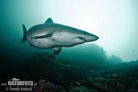 Image result for Odontaspis ferox