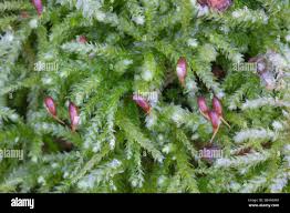 Attēlu rezultāti vaicājumam “Sciuro-hypnum curtum”