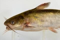 Image result for Ameiurus catus