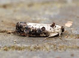 Attēlu rezultāti vaicājumam “Hedya salicella”