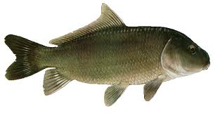 Image result for Ictiobus bubalus