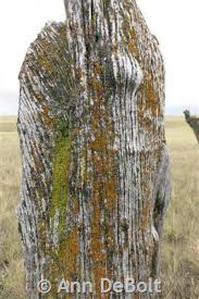 Attēlu rezultāti vaicājumam “Xanthoria fulva”