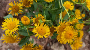 Attēlu rezultāti vaicājumam “Inula britannica”