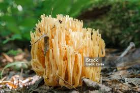 Attēlu rezultāti vaicājumam “Ramaria flava”