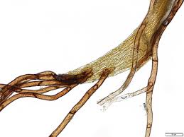 Attēlu rezultāti vaicājumam “Warnstorfia fluitans”