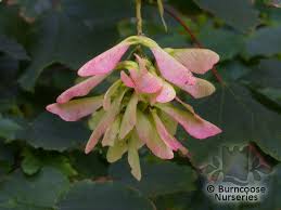 Attēlu rezultāti vaicājumam “Acer pseudoplatanus flower”
