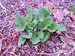 Attēlu rezultāti vaicājumam “Arctium lappa”