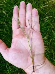 Attēlu rezultāti vaicājumam “Juncus bufonius bud”