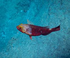 Image result for Sparisoma cretense