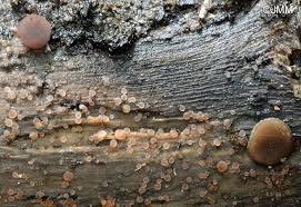 Attēlu rezultāti vaicājumam “Ombrophila violacea”