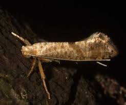 Attēlu rezultāti vaicājumam “Plutellidae”