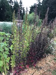 Image result for Atriplex hortensis