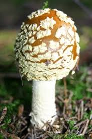 Attēlu rezultāti vaicājumam “Amanita regalis”