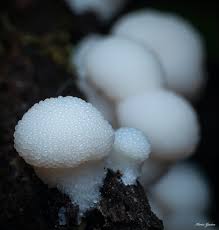 Attēlu rezultāti vaicājumam “Tubifera applanata macro”