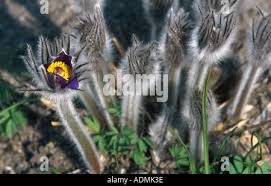 Attēlu rezultāti vaicājumam “Pulsatilla patens bud”