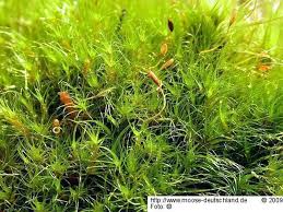 Attēlu rezultāti vaicājumam “Dicranodontium denudatum”