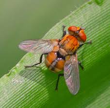 Attēlu rezultāti vaicājumam “Tachinidae”