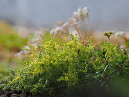 Attēlu rezultāti vaicājumam “Sedum acre flower”