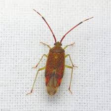 Attēlu rezultāti vaicājumam “Dryophilocoris flavoquadrimaculatus imago”