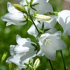 Attēlu rezultāti vaicājumam “Campanula persicifolia bud”