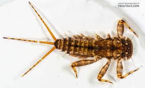Attēlu rezultāti vaicājumam “Macrosteles nymph”