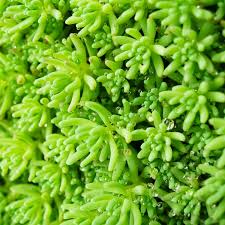 Attēlu rezultāti vaicājumam “Sedum hispanicum leaf”