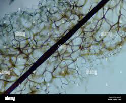 Attēlu rezultāti vaicājumam “Stemonitis axifera var. smithii young”