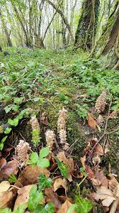Attēlu rezultāti vaicājumam “Tranzschelia anemones”
