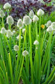 Résultat de recherche d'images pour "Allium fistulosum"