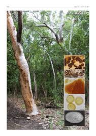 Attēlu rezultāti vaicājumam “Licea chelonoides spores”