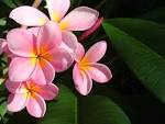 Fotos De Flores Bonitas