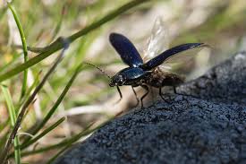 Attēlu rezultāti vaicājumam “Selatosomus aeneus”