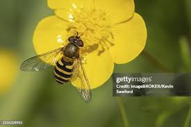 Attēlu rezultāti vaicājumam “Eupeodes corollae”