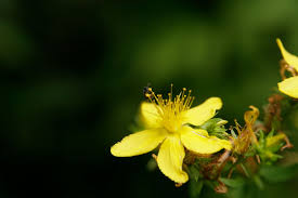 Image result for Johanniskraut