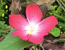 Image result for Abelmoschus moschatus