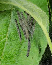 Attēlu rezultāti vaicājumam “Yponomeuta malinellus / cagnagella larva”