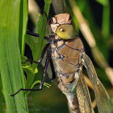 Attēlu rezultāti vaicājumam “Anax parthenope”