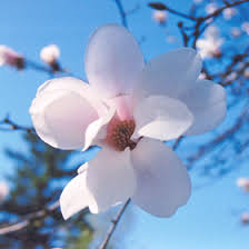 Attēlu rezultāti vaicājumam “Magnolia kobus flower”