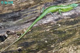 Risultati immagini per dasia smaragdina